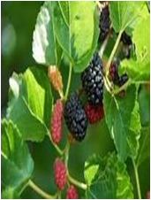 Morus alba