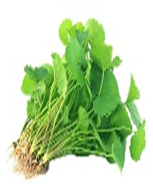 Centella aceatica