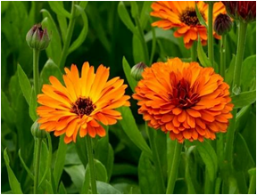 Calendula(Marrygold)