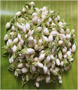 Jasmine